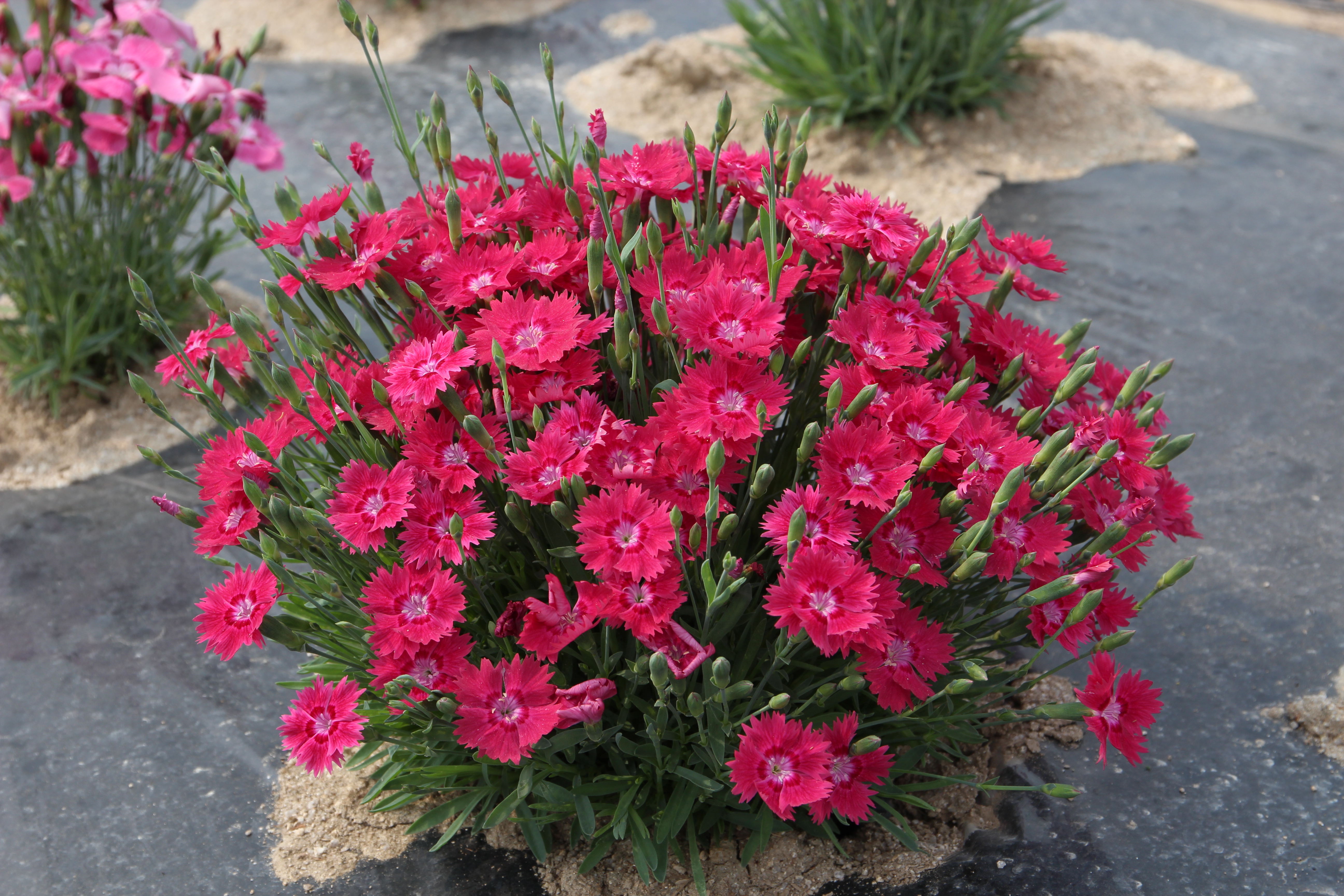Dianthus ‘Rabbit Eye’